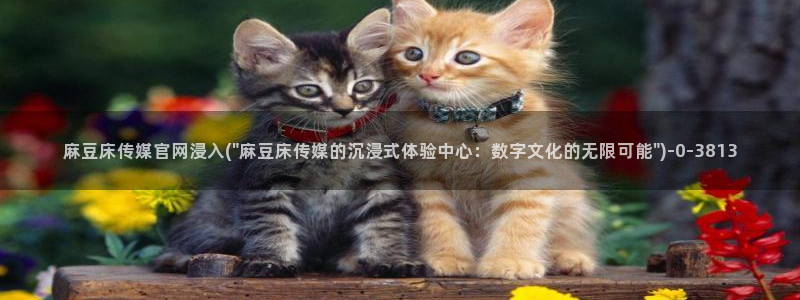 麻豆视频点评