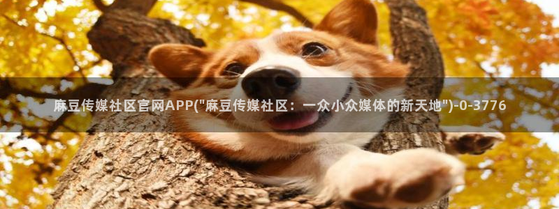 麻豆视频页面结构